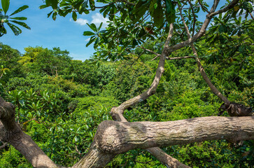 シンガポールのウィンザー自然公園