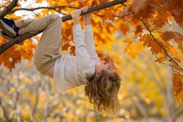 Funny kid climbing a autumn tree in the autumn park. Active child climbing tree in autumn park outdoors. Portrait of cute kid boy climbing upside down on the branch tree with yellow autumn leaves.