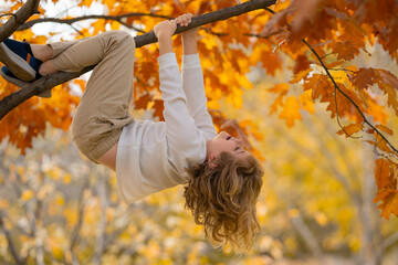 Funny kid climbing a autumn tree in the autumn park. Active child climbing tree in autumn park...