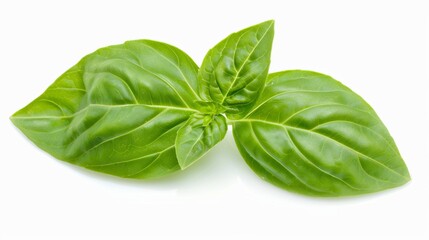Fototapeta premium fresh basil leaf isolated on white background. healthy veggie nature food concept