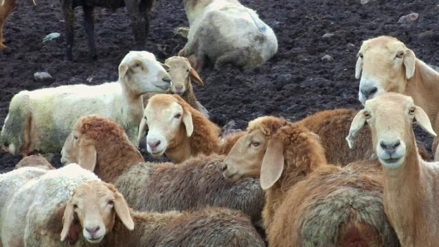 flock of fat-tailed sheep are lying on dirty ground in a open-air sheepfold at spring evening