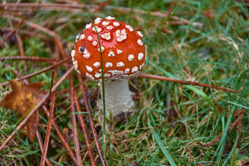 Primer plano de un hermoso hongo amanita muscaria rojo entre la hierba y las hojas de otoño