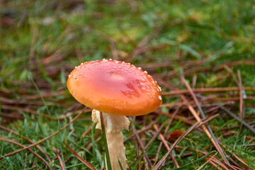 Primer plano de un hermoso hongo amanita muscaria rojo entre la hierba y las hojas de otoño