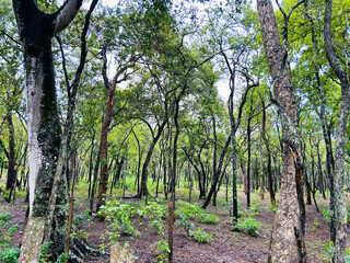 Red sandalwood trees in South India