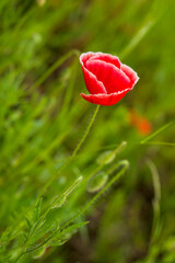 Obraz premium eine Mohnblume auf einer grünen Wiese