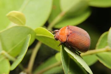 close-up Maladera formosae, Asiatic garden beetle