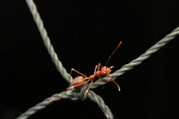 A Weaver ant, red ant climbing a rope represents an attempt to cross an obstacle