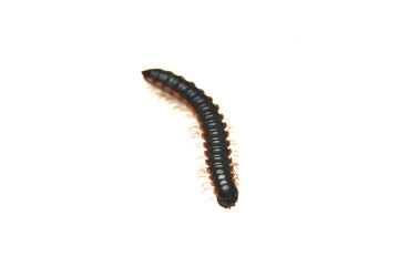 close-up Harpaphe millipede isolated on white background