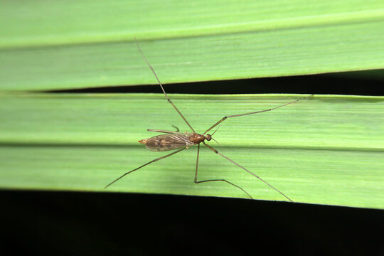 Limonia, Ferruginous Tiger Crane Fly, Nephrotoma ferruginea