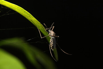 Female mosquitoes at night Causes of dengue fever