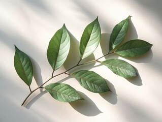 Single green leaf casting shadow on white surface