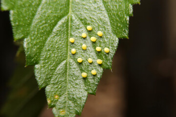 butterfly egg in life cycle on green leaf