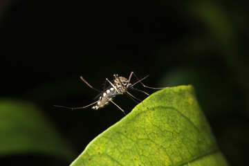 Female mosquitoes at night Causes of dengue fever