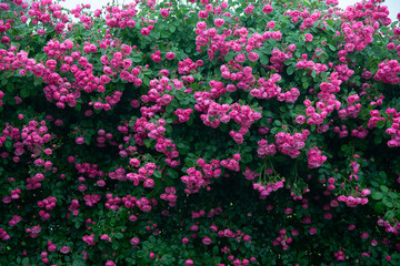 pink flowers in the garden