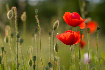 Obraz premium eine Mohnblume auf einer grünen Wiese