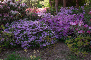 A large bush blooming Rhododendron in the botanical garden. Many pink flowers Rhododendron,...