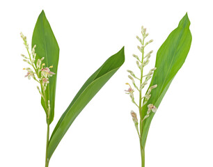 Ginger leaf isolated on white background