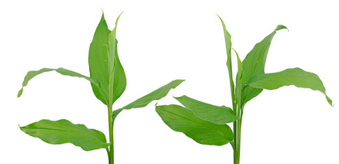 Turmeric plant or Ginger plant isoled on white background.jpg