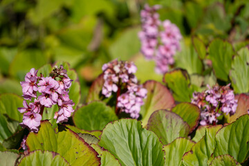 Pink bergenia flowers, also known as elephant's ears. Nature gardening background texture.