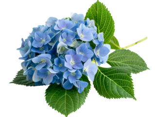 A close-up of a beautiful blue hydrangea flower cluster with green leaves on a white background, showcasing detailed petals and vibrant colors.