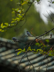 The little swallows waiting to be fed