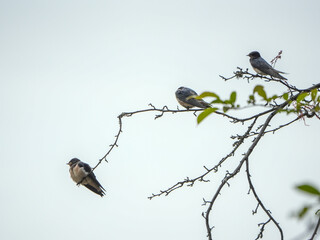 The little swallows waiting to be fed