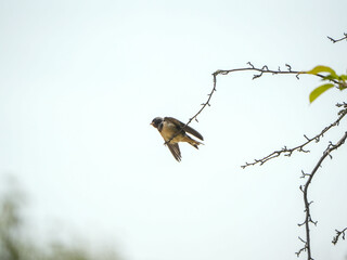 The little swallows waiting to be fed