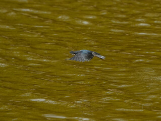 The little swallows waiting to be fed