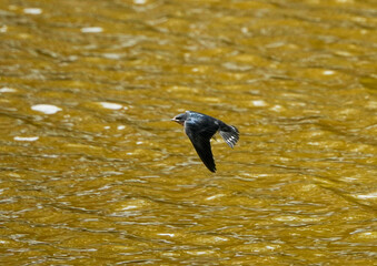 The little swallows waiting to be fed