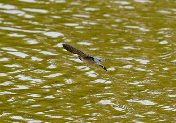 The little swallows waiting to be fed