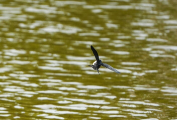 The little swallows waiting to be fed