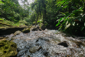 Refreshing Waters: Clear River Meandering Through Forest