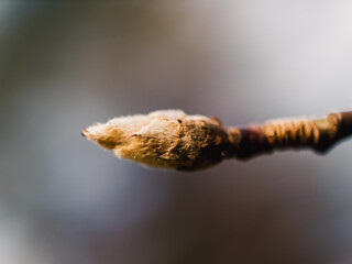 Bud on a tree