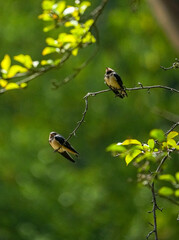 The little swallows waiting to be fed