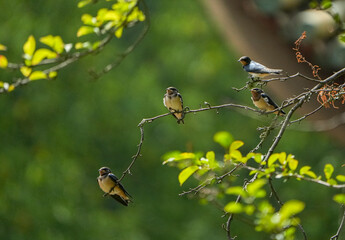 The little swallows waiting to be fed