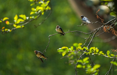 The little swallows waiting to be fed