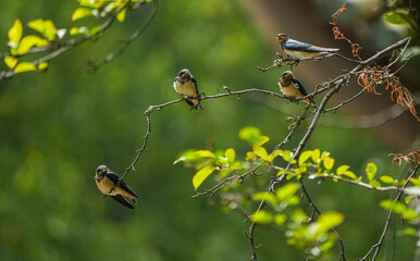 The little swallows waiting to be fed