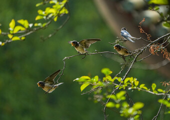 Obraz premium The little swallows waiting to be fed