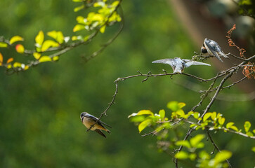 The little swallows waiting to be fed