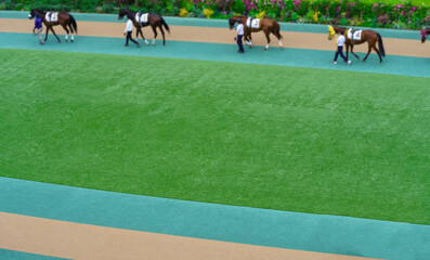 札幌競馬場パドック