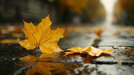  yellow leaf that has fallen during autumn