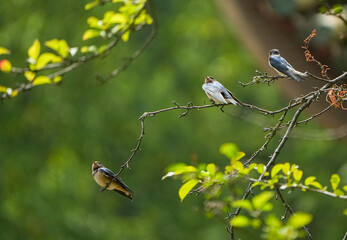 The little swallows waiting to be fed