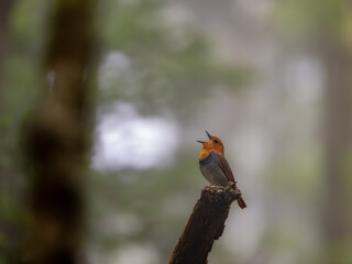 霧の深い森の中で枯れ木に留まってさえずっているコマドリの雄
