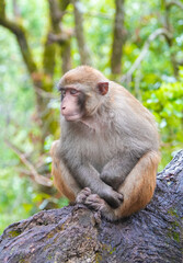 wild macaque sitting on a branch