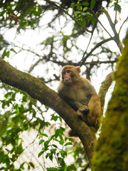 wild macaque sitting on a branch