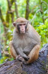 wild macaque sitting on a branch