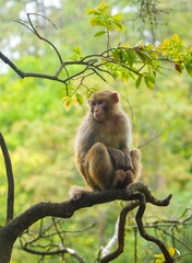 wild macaque sitting on a branch