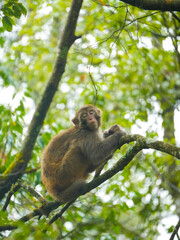 japanese macaque sitting on a branch