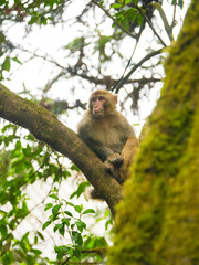 japanese macaque sitting on a branch