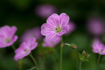 Fototapeta premium Closeup of flowers Geranium 'Mavis Simpson' in a garden in early summer